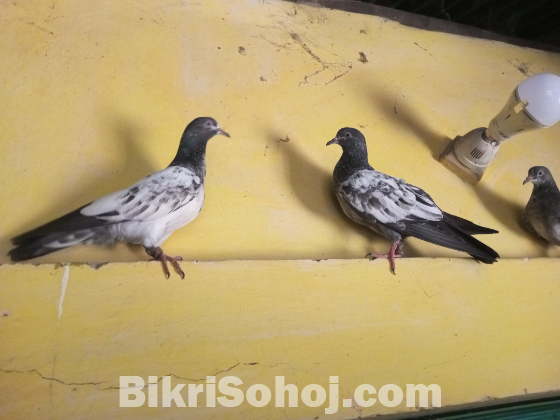 পাকিস্তানি টেডি বেবি